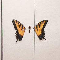 Paramore – Brand New Eyes – New LP