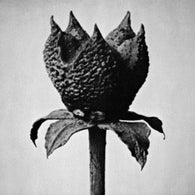 Masayoshi Fujita – Book Of Life – New LP