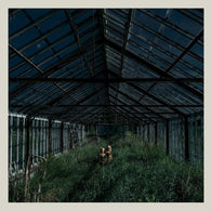 Foxing – Dealer – Used LP